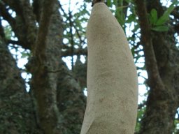 Kigelia africana fruit